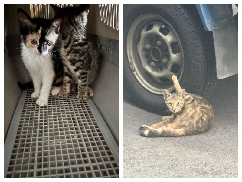 橡本未來貓關愛站