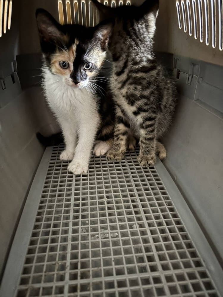 橡本未來貓關愛站